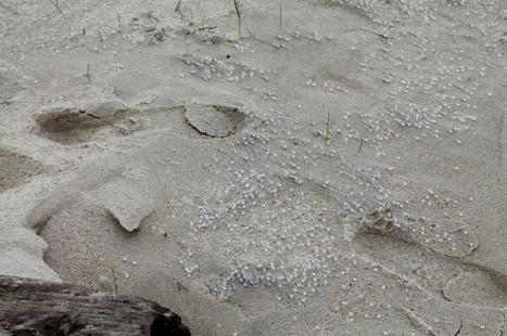 Pollution maritime aux billes de plastique&nbsp;: des plages au sud du bassin d&rsquo;Arcachon touch&eacute;es / le 18.01.2024 | Pollution accidentelle des eaux (+ d&eacute;chets plastiques) | Scoop.it