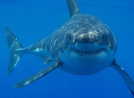 Sharks Are Crucial to Ocean Ecosystems, Says UMS Prof | OUR OCEANS NEED US | Scoop.it