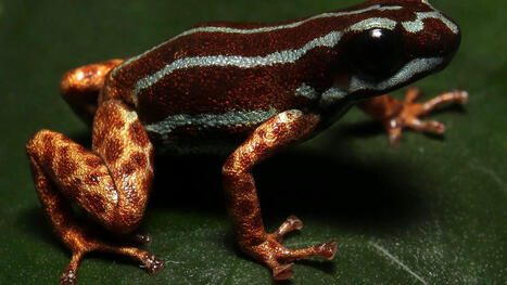 New To Science Blue-Striped Poison Frog Discovered In Brazil | RAINFOREST EXPLORER | Scoop.it