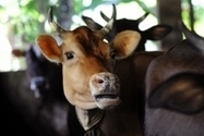 FAO : Foot-and-mouth disease reported in Gaza Strip | CIHEAM Press Review | Scoop.it