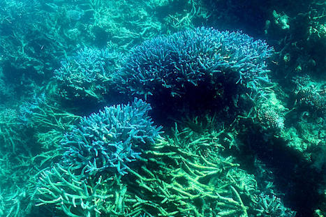 More Than 90% of Great Barrier Reef Impacted by Sixth Mass Bleaching Event - EcoWatch.com | Agents of Behemoth | Scoop.it