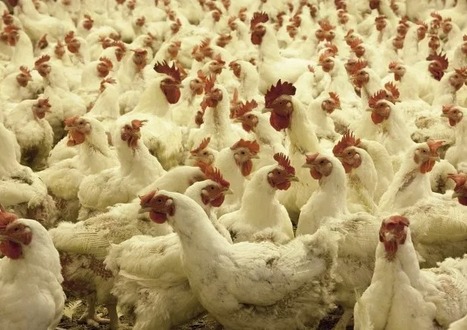 Maroc : L’industrie avicole paie un lourd tribut dans la crise du coronavirus | CIHEAM Press Review | Scoop.it