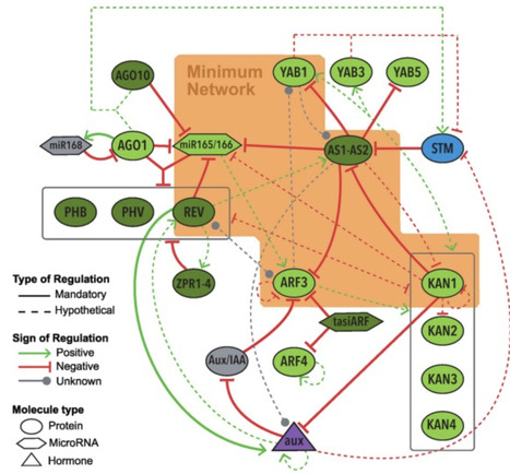 Modeling of gene regulatory networks: an annotated glossary | Tin | RMH | Scoop.it
