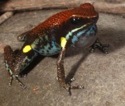Some like it loud: Warning coloration paved the way for louder, more complex calls in poisonous frogs | RAINFOREST EXPLORER | Scoop.it