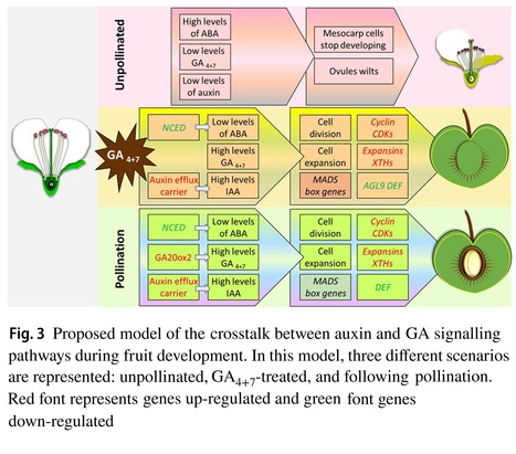 Options for the generation of seedless cherry, the ultimate snacking product - Review | Plant hormones (Literature sources on phytohormones and plant signalling) | Scoop.it