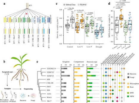 Rhizosheath inhabiting Massilia are linked to heterosis in roots of maize | Ncm | RMH | Scoop.it