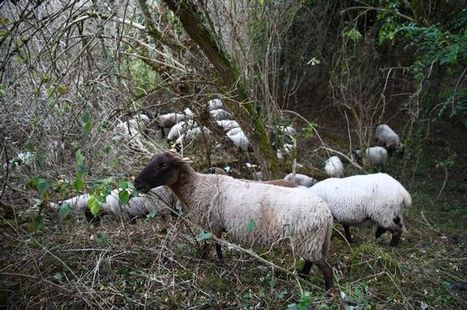 Une nouvelle attaque sur un troupeau de brebis au Vaulmier (Cantal), l'éleveur accuse le loup : « J'ai la haine » - Le Vaulmier (15380) - La Montagne | Loup | Scoop.it
