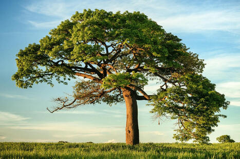 From Biology to Changemaking: Embracing the Tree of Alignment in Transformative Work | Help and Support everybody around the world | Scoop.it