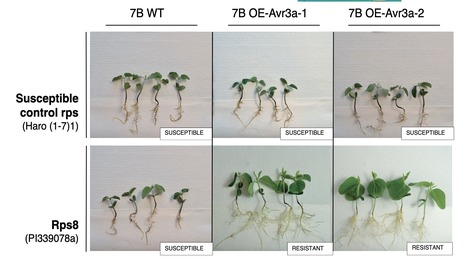 Original Paper in Mol Plant Pathol&nbsp;&bull; B&eacute;langer/Belzile Labs 2022 &bull; RXLR effector gene Avr3a from Phytophthora sojae is recognized by Rps8 in soybean&nbsp; | Originals | Scoop.it