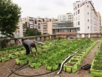 Permis de végétaliser (2) : de la ville verte à la ville vivrière - Biodiv'ille | ESPACES VEGETALISES URBAINS | Scoop.it