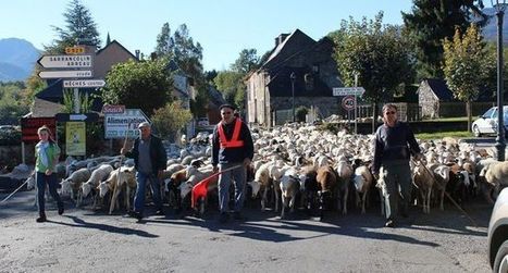 Les brebis en estives à Aulon regagnent la ferme | Vallées d'Aure & Louron - Pyrénées | Scoop.it
