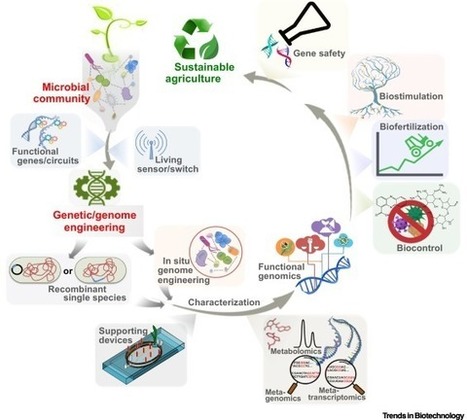 Microbiome Engineering: Synthetic Biology of Plant-Associated Microbiomes in Sustainable Agriculture | Plant-Microbe Symbiosis | Scoop.it