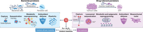 An iron logic unites bacterial and cancer persister cells | Nrmcb | RMH | Scoop.it