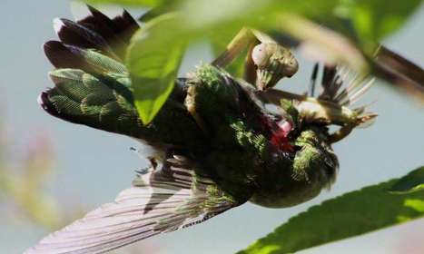 La mante religieuse dévore aussi des oiseaux | EntomoNews | Scoop.it