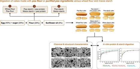 Digestion in vitro de protéines et amidon de pois (Pisum sativum L.) utilisé comme source d'ingrédients remplaçant le blé et l’amidon de maïs dans des applications de type cake | Life Sciences Université Paris-Saclay | Scoop.it