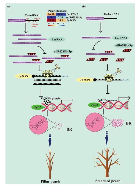 The lncRNA1-miR6288b-3p-PpTCP4-PpD2 module regulates peach branch number by affecting brassinosteroid biosynthesis | Plant hormones (Literature sources on phytohormones and plant signalling) | Scoop.it
