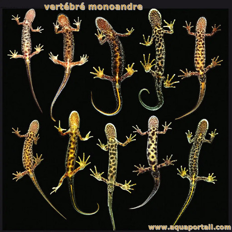 Monoandrie : d&eacute;finition et explications | Insect Archive | Scoop.it