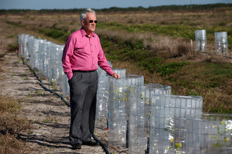 Can Genetic Engineering Save the Orange, and Vice Versa? | Genetic Engineering in the Press by GEG | Scoop.it