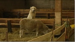 Un chien Patou dans la bergerie | Pastoralisme Ours Loups Lynx | Scoop.it