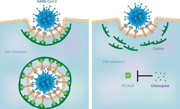 Insights from nanomedicine into chloroquine efficacy against COVID-19 | Covid-19, SARS-Cov-2, vaccines, Remdesivir, Chloroquine...and all that Jazz | Scoop.it