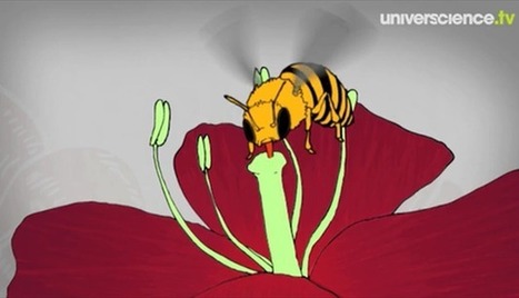 A comme abeille | Insect Archive | Scoop.it