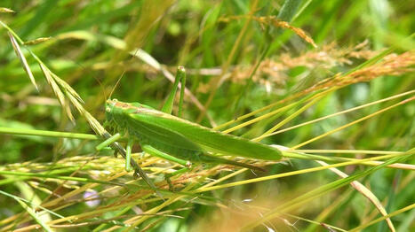 Des rencontres naturalistes autour des insectes &agrave; Cerizay | Vari&eacute;t&eacute;s entomologiques | Scoop.it