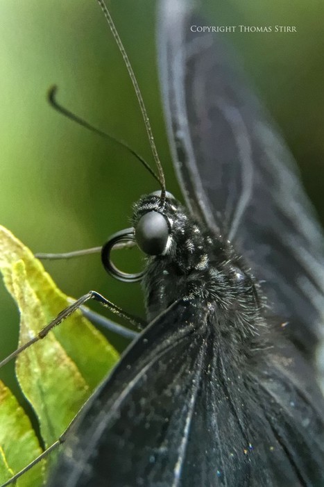 Butterflies with 1 Nikon 10-100 f/4-5.6 - Thomas Stirr Photography | Mirrorless Cameras | Scoop.it