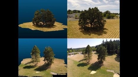 Cyberforests help scientists predict the effects of climate change | Timberland Investment | Scoop.it