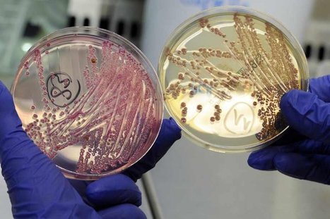 Bactérie : des graines germées en cause | Europe1.fr | Toxique, soyons vigilant ! | Scoop.it