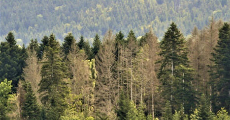 Loray. Des pr&eacute;conisations attendues apr&egrave;s les ravages des scolytes | Revue de presse | L'habitat & son environnement dans le Doubs : Architecture. Urbanisme. Environnement. Paysage. Logement | Scoop.it