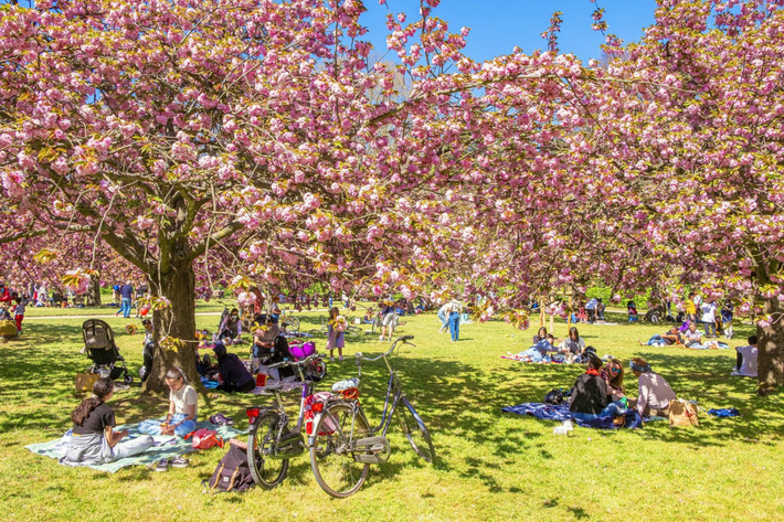 Hanami : la fête des cerisiers en fleurs au Parc de Sceaux ! | Mon Paris à moi ! | Scoop.it