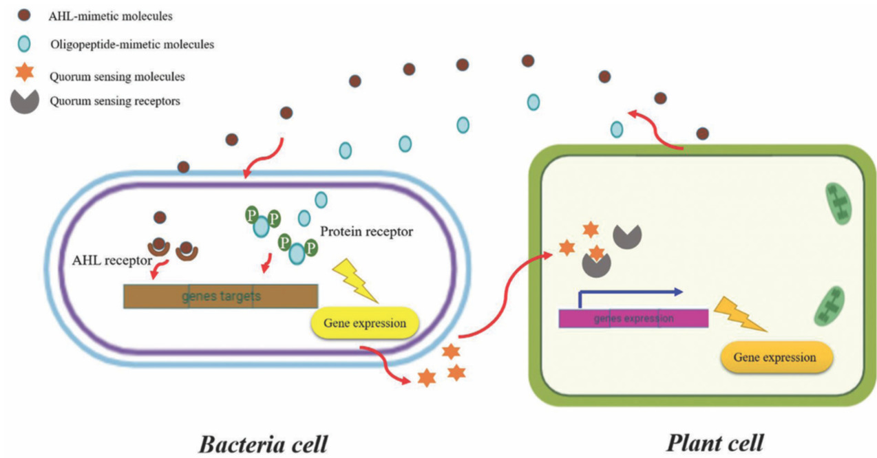 Quorum Sensing and Plant-Bacteria Interaction: