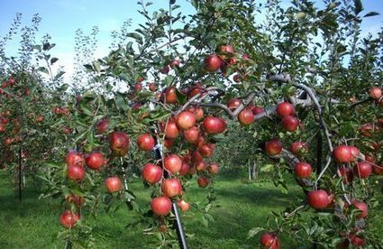 [Newsletter] Making the Impossible Possible -- "Miracle Apples" and Natural Cultivation | Japan for Sustainability | The Asian Food Gazette. | Scoop.it