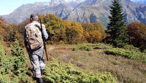 Hautes-Pyrénées: la chasse au grand Tétras fermée | Vallées d'Aure & Louron - Pyrénées | Scoop.it