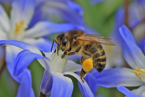 Abeilles sauvages, abeilles domestiques : quelle cohabitation en ville ? | EntomoNews | Scoop.it