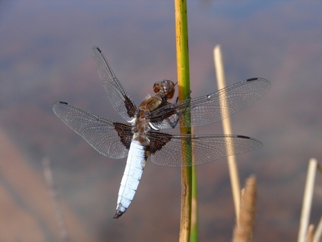 Conférence : Zones humides et libellules franciliennes | Variétés entomologiques | Scoop.it