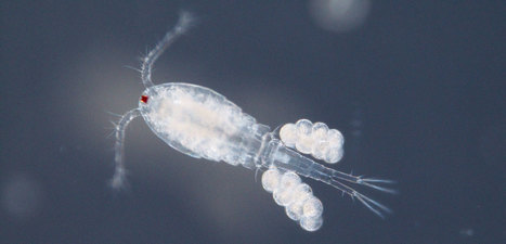 Des expériences en laboratoire semblent montrer que ce minuscule crustacé est capable de produire lui-même ses oméga 3, sans manger d'algues. Une révolution en aquaculture ? | EntomoScience | Scoop.it