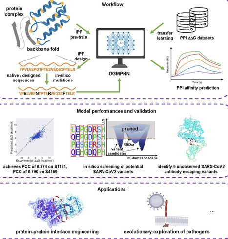 An inverse-protein-folding pre-trained model for predicting the mutational effects in protein-protein interactions | iSci | RMH | Scoop.it