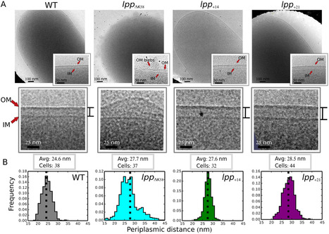 Communication across the bacterial cell envelope depends on the size of the periplasm | RMH | Scoop.it