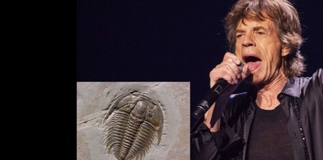 Mick Jagger est aussi le nom d'un trilobite | EntomoNews | Scoop.it
