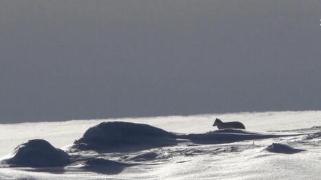 Arctique : le retour des renards polaire dans le Grand Nord | Biodiversit&eacute;, &Eacute;cologie et Environnement | Scoop.it