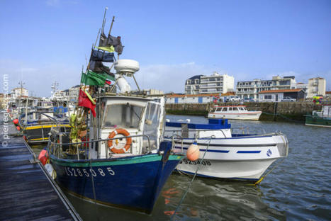 Quotas de pêche : les associations montent au créneau | HALIEUTIQUE MER ET LITTORAL | Scoop.it