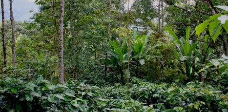 Au Mexique, comment une épidémie du caféier a accéléré la déforestation | SCIENCES DU VEGETAL | Scoop.it