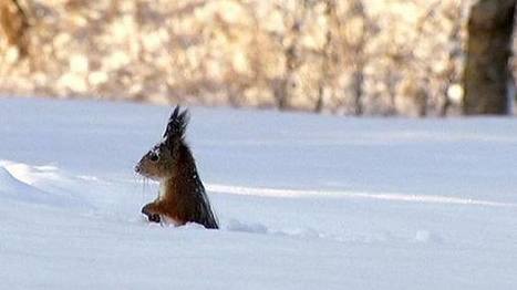 &lrm;Photography‬: Squirrel goes snow diving (Estonia) | World Arts | Scoop.it