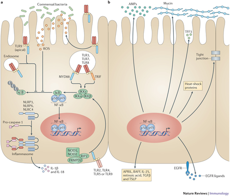 Intestinal epithelial cells: regulators of barrier function and immune homeostasis | Immunology for University Students | Scoop.it