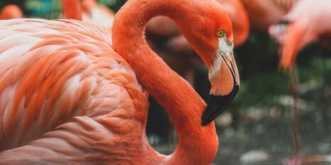 Dickerson Park Zoo recycling smart phones to support flamingo conservation | Industry 411 - Waste Management | Scoop.it