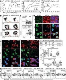 Murine cytomegalovirus degrades MHC class II to colonize the salivary glands | Mucosal Immunity | Scoop.it