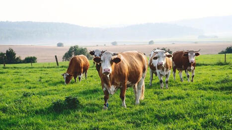 Avant les conférences de la souveraineté alimentaires, Interbev présente son plan d'urgence | SCIENCES DE L' ANIMAL | Scoop.it