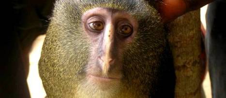 Une toute nouvelle espèce de singe identifiée | Merveilles - Marvels | Scoop.it