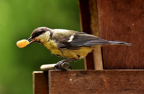 Les mammifères et les oiseaux seraient exposés aux néonicotinoïdes par ingestion directe des graines traitées | Toxique, soyons vigilant ! | Scoop.it